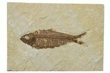Fossil Fish (Knightia) - Green River Formation #237181-1